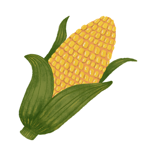 Dopłaty do kukurydzy